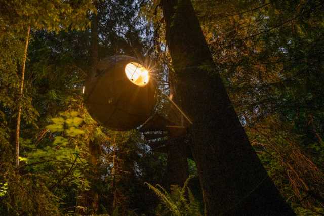 Photo fo the Free Spirit Spheres in BC, large spheres made of wood hanging in trees that you can sleep in